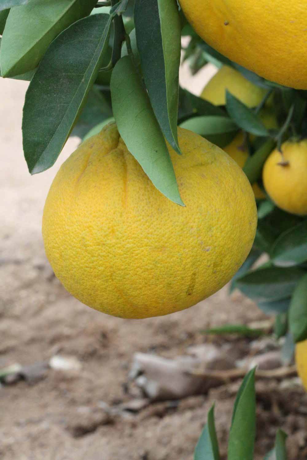            Fruit (Riverside, CA)   